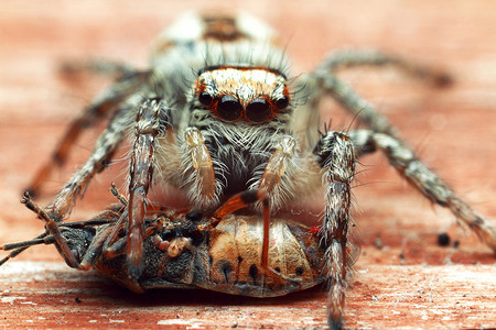蜘蛛与美丽的眼睛特写。
