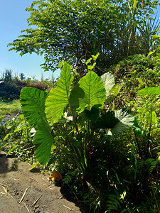 关闭芋头叶（Colocasia esculenta，talas）与自然背景。