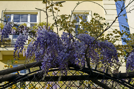 阳台栏杆上盛开的紫色紫藤，花叶茂盛