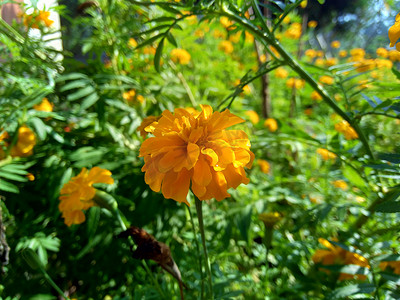 万寿菊墨西哥万寿菊,阿兹特克万寿菊,非洲万寿菊有自然背景