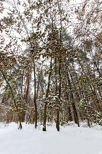 冬季松树和枫树林景观在主要多云的天气下覆盖着霜。