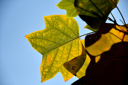 背光郁金香树的秋季彩色叶子