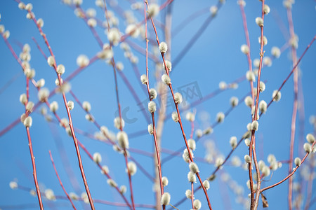 春天复活节前开花的褪色柳蓬松的枝条