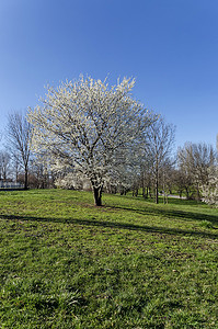 公园里春天盛开的李子树