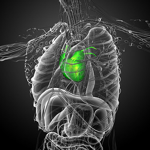 人类心脏的 3d 渲染医学插图
