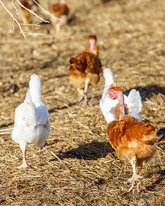 一群鸡在有机养殖的郁郁葱葱的绿色围场里自由地漫步