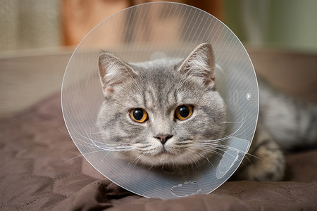 手术后，家养的灰色英国短毛猫，橙色的眼睛，戴着保护项圈，坐在家里的沙发上。