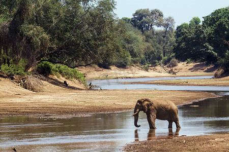 非洲丛林摄影照片_克鲁格国家公园的非洲丛林象