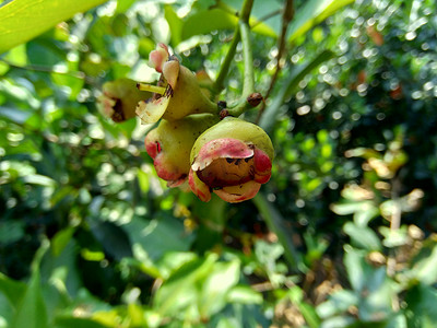果水摄影照片_yzygium aqueum（水玫瑰苹果、水苹果、钟形果）花具有自然背景。