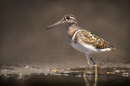 美在自然中摄影照片_大彩鹬鸟（Rostratula benghalensis）在自然背景下的沼泽中寻找食物的图像。