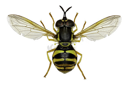 金黄背景摄影照片_白色背景上的食蚜蝇 Chrysotoxum - Chrysotoxum verralli (Collin, 1940)