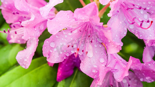 柔和的焦点，抽象的花卉背景，带露珠的粉红色杜鹃花花瓣。