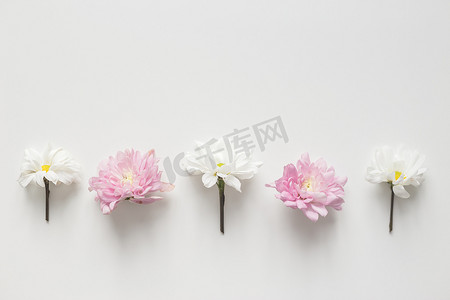 花平铺摄影照片_白色背景上的花菊花行。