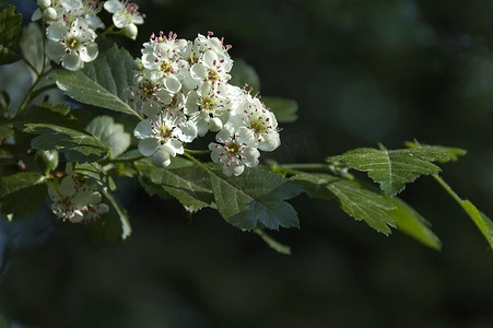 山楂或山楂单雌枝，有白色花瓣花