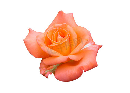 白色背景上孤立的美丽甜橙玫瑰花蕾花