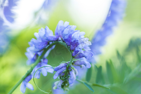 蓝色花朵特写。