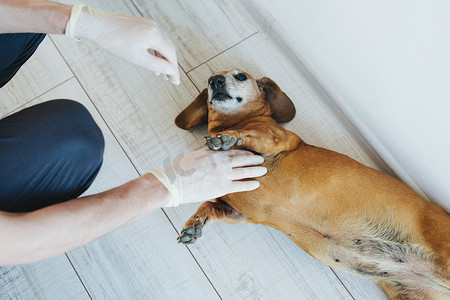 兽医诊所接待处饲养的腊肠犬。