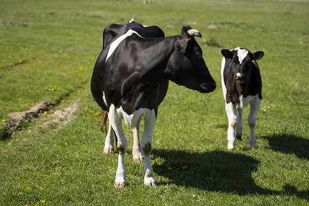 夏季牧场上的黑白母牛和小牛吃草。