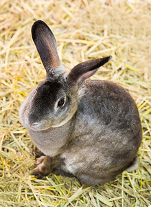 兔子岛摄影照片_动物园里的兔子