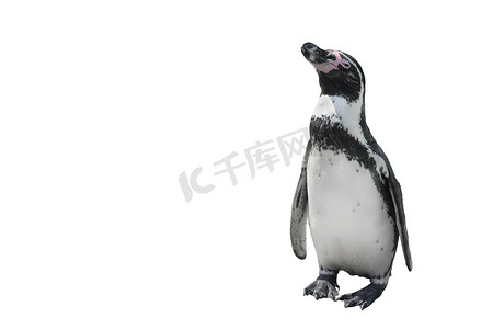 帽子皇帝摄影照片_有趣的站立企鹅全长被白色隔离。