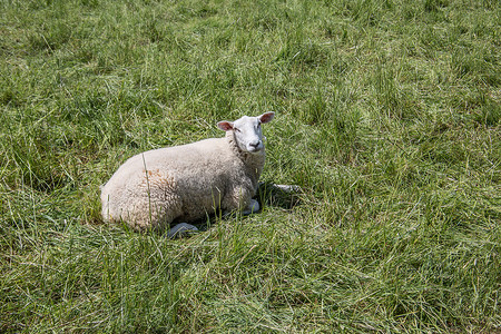 郁郁葱葱的绿色牧场上的羊群