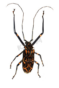 大黑端红甲虫，在白色背景中分离