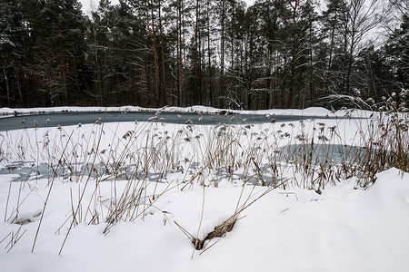 池塘覆盖着松树林的霜。