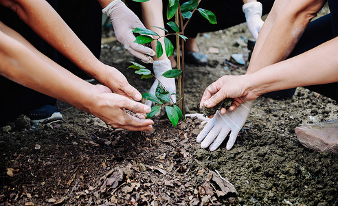 人类手工种植树木，保护环境和生态系统
