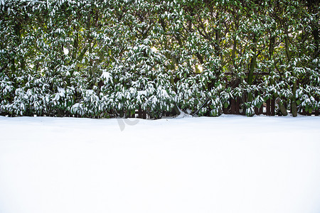 冬天后院的雪覆盖草坪和树篱，美丽舒适的自然景观背景与复制空间