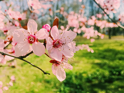 正青春正能量海报摄影照片_苹果树花开，春天花开