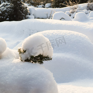 厚厚的雪摄影照片_在阳光明媚的日子里，冬季花园覆盖着一层厚厚的白色蓬松雪。