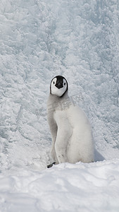 南极洲雪地上的帝企鹅幼崽