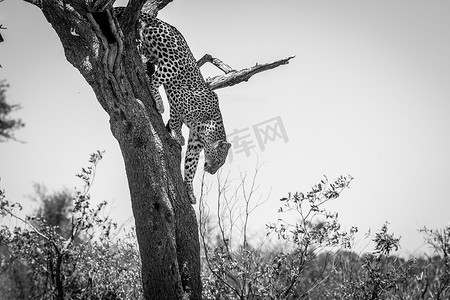 黑白动物摄影照片_南非克鲁格国家公园，黑白树上的豹子。