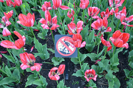 带粉红色花瓣的花朵，请勿踩踏花朵标志