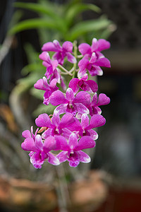 粉紫兰花