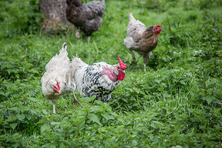 鸡草地摄影照片_草地上啄食的鸡