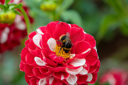 大丽花花摄影照片_蜜蜂在大红色和白色大丽花花上采集花粉