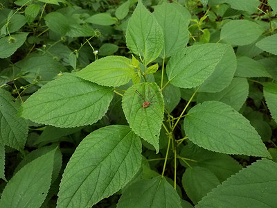 长腿摄影照片_绿叶植物上的长腿蜘蛛