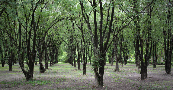 林业种植园增加了绿地面积。