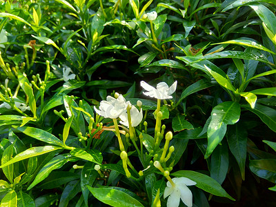 关闭绿色栀子花（栀子花、茉莉花、茉莉花、丹丹、茉莉）与自然背景。