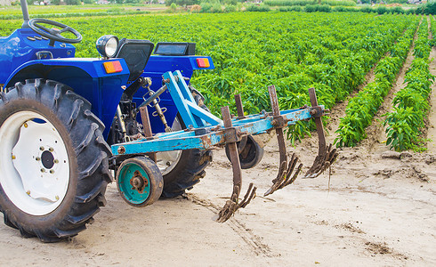 蓝色拖拉机与辣椒种植园中的耕种机犁。