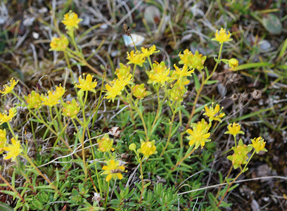 虎耳草 aizoides 花，也称为黄山虎耳草或黄色虎耳草