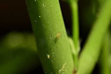 花茎上的绿色蚜虫作为特写