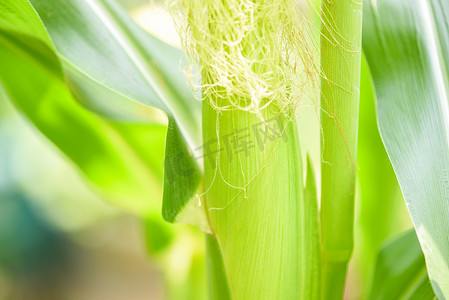 玉米田植物树上的幼玉米 — 玉米穗