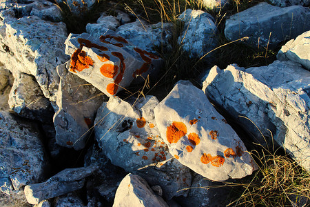 岩石上的橙色地衣群落。