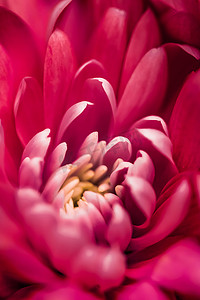盛开的红雏菊花瓣、抽象的花卉艺术背景、春天大自然中的花朵香水香味、婚礼、奢华美容品牌假日设计
