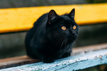 小动物黑猫摄影照片_无家可归的肮脏的黑猫。