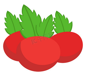 新鲜番茄，插图，白色背景矢量