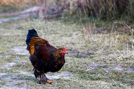 一只稀有品种的鸡在农场的草地上自由行走。