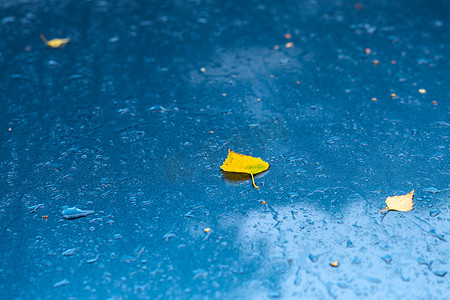 秋天雨天的湿海蓝宝石蓝色金属汽车表面，黄桦叶 — 选择性聚焦模糊